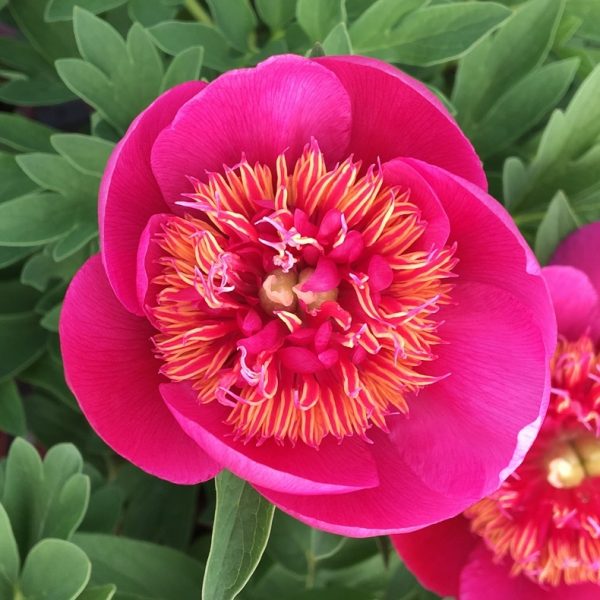 Bujor Anemoniflora (Paeonia Anemoniflora) - Soi Peregrina