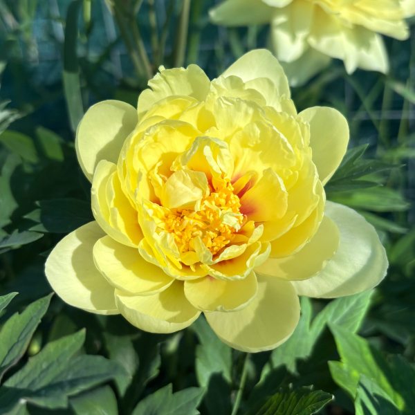 Bujor Arbustiv Ai Li Shi (Paeonia suffruticosa) - Material Săditor 2/3 Ramuri