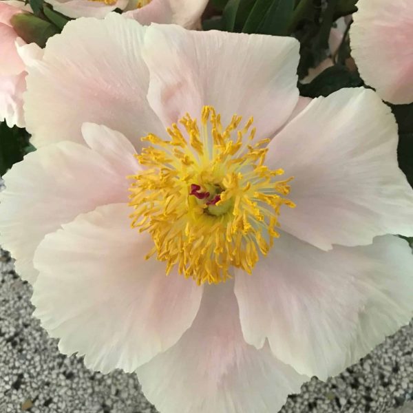 Bujor Apricot Whisper - Paeonia Apricot Whisper