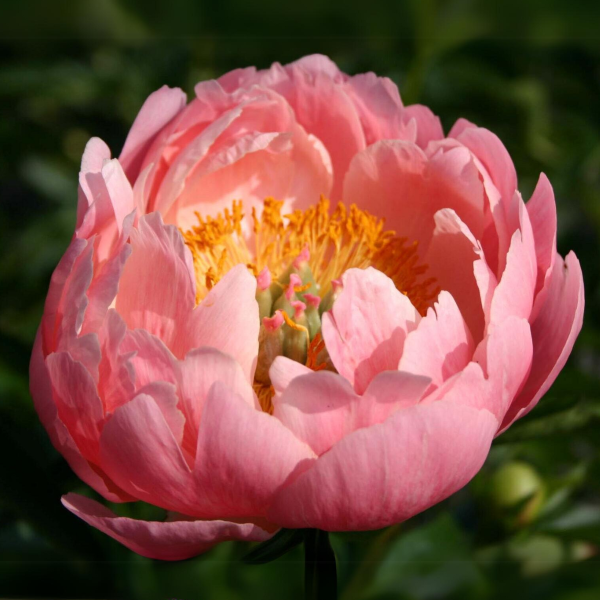 Bujor Coral Supreme (Paeonia Coral Supreme) - Varietate cu Flori de Culoare Somon-Roz