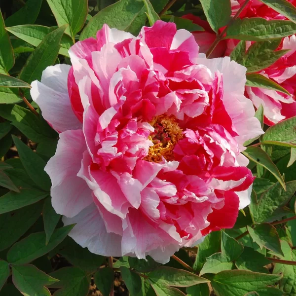 Bujor Dao Jin (arbustiv) - Paeonia suffruticosa