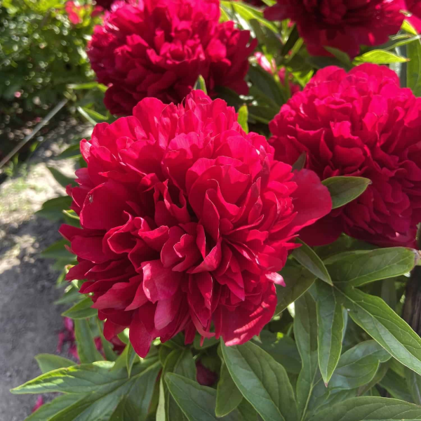 Bujor Eliza Lundy - Paeonia Eliza Lundy