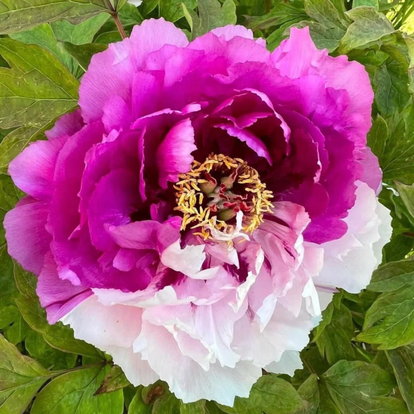 Bujor Er Qiao (arbustiv) - Paeonia suffruticosa