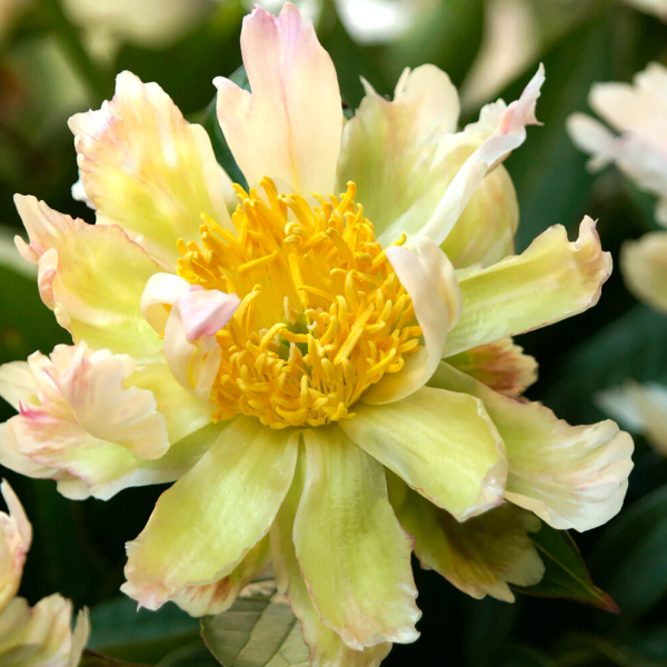 Bujor Green Lotus - Varietate Hibridă cu Flori de Tip Lotus