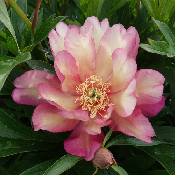 Bujor Julia Rose (Itoh) - Rizom cu 5 Ochi