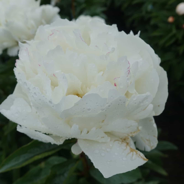 Bujor Kelway's Glorious - Soi Lactiflora