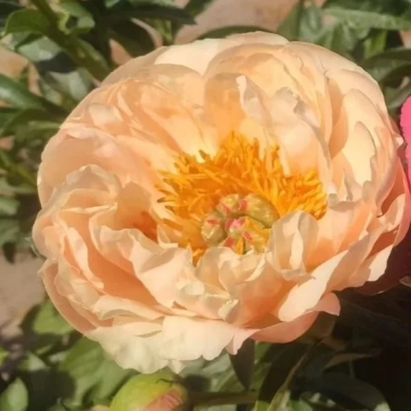 Bujor Lactiflora King's Day - Rizomi cu 3-5 ochi