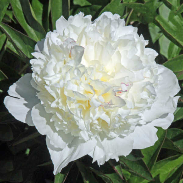 Bujor Lancaster Imp. - Soi Lactiflora Alb Lăptos