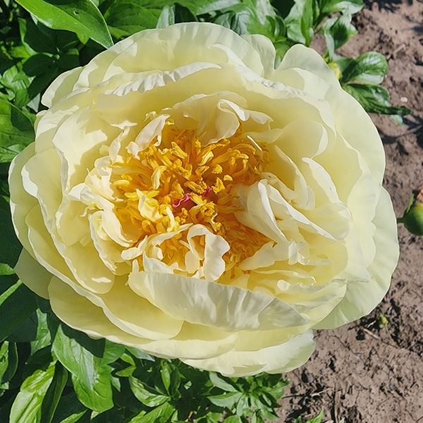 Bujor Lemon Chiffon (Paeonia Lemon Chiffon) - Plantă Ornamentală cu Înflorire Abundentă