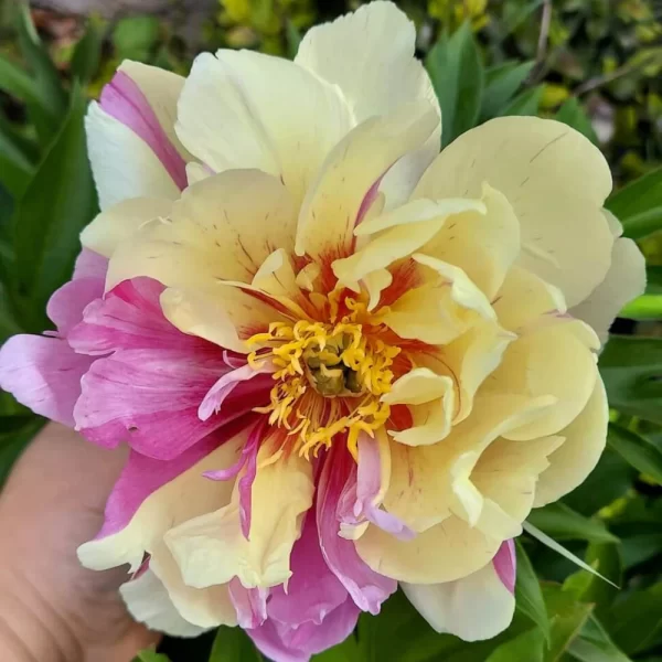 Bujor Lemon Dream (Itoh) - Soi de Paeonia Itoh cu flori galbene