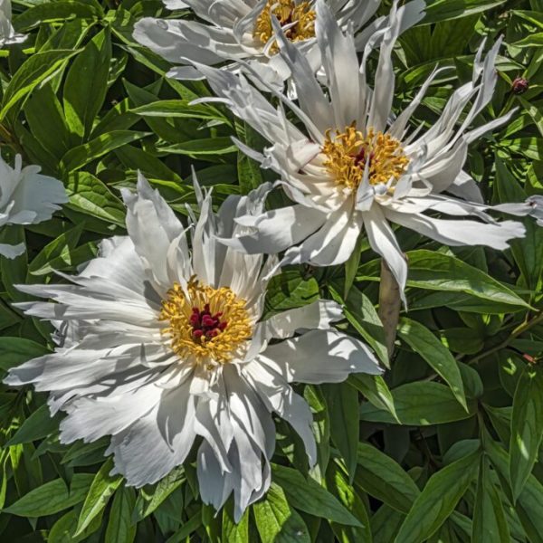 Bujor Paeonia 'Lois Kelsey' - Varietate Lactiflora
