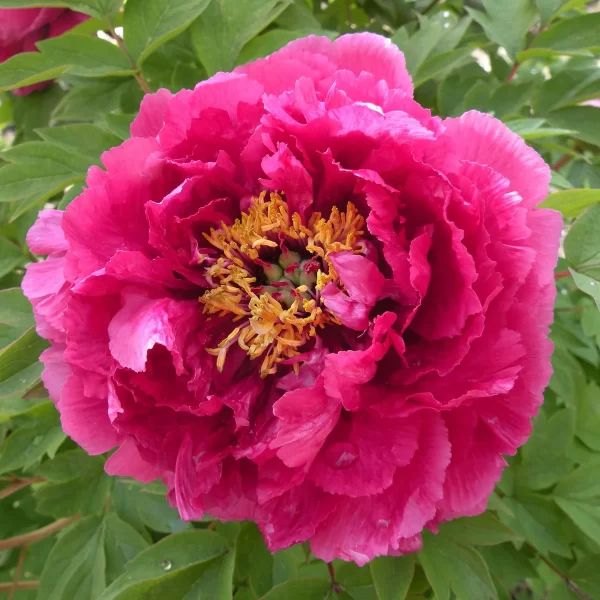 Bujor Luo Yang Hong (arbustiv) - Varietate cu flori roz magenta
