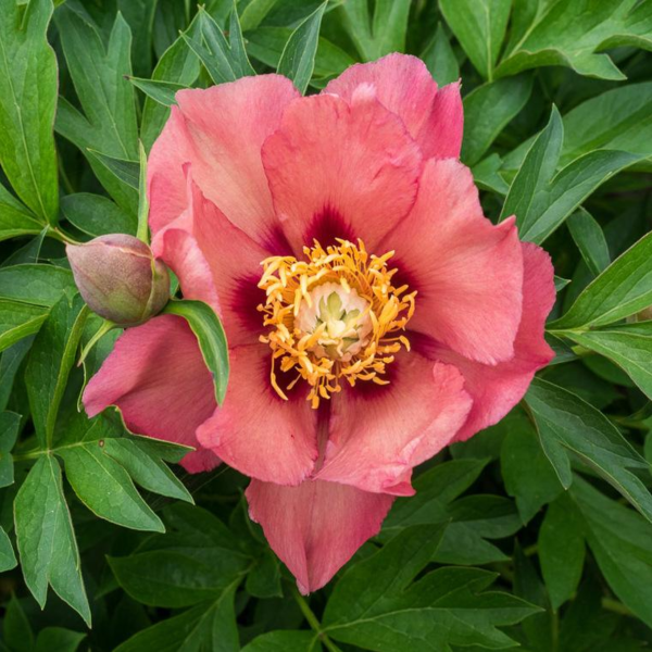Bujor Itoh Old Rose Dandy - Varietate Hibridă cu Flori Roz Salmon