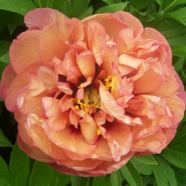Bujor Orange Victory (Itoh) - Plantă Ornamentală