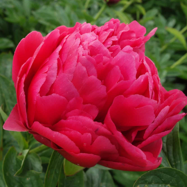 Bujor Raspberry Charm - Soi de Bujor cu Floare Semidublă
