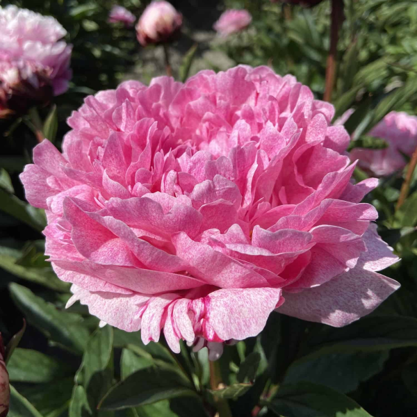 Bujor Sarah Bernhardt Unique™ - Varietate Lactiflora cu Flori Duble Roz
