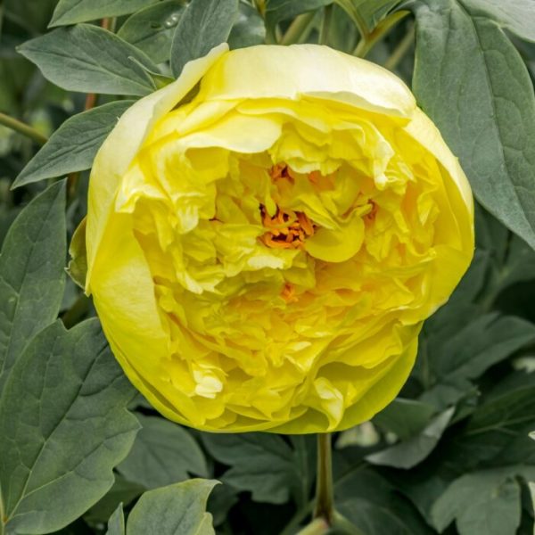 Bujor Yellow Crown (Itoh) - Plantă Ornamentală