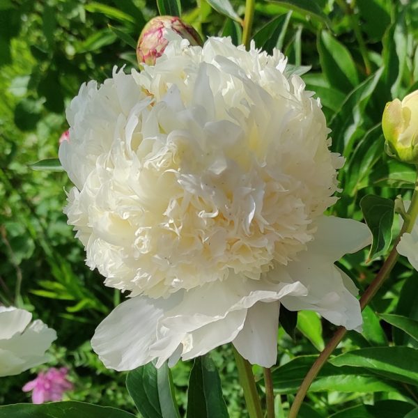 Bujor Charle's White (Paeonia lactiflora) - Varietate Albă, Înflorire Devreme
