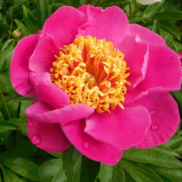 Bujor Paeonia Doreen - Lactiflora, Înflorire Târzie, Roz cu Centrul Galben