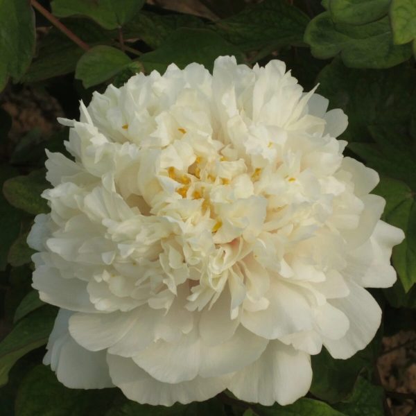 Bujor Jin Gui Piao Xiang (arbustiv) - Paeonia Suffruticosa