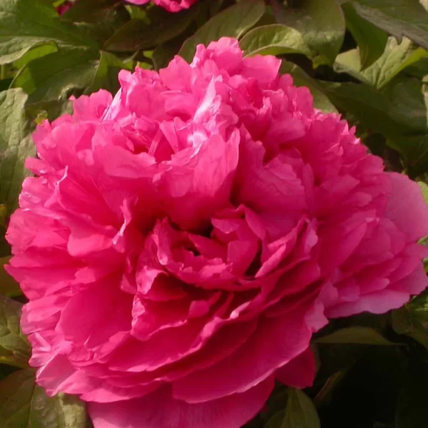 Bujor Juan Ye Hong (arbustiv) - Paeonia suffruticosa