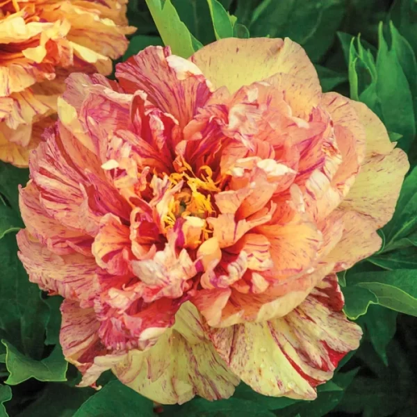 Bujor Lollipop (Itoh) - Plantă Ornamentală