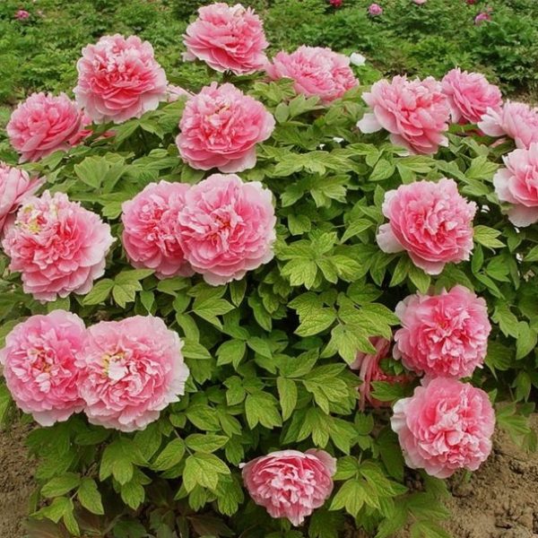 Bujor Gui Fei Cha Cui (arbustiv) - Paeonia suffruticosa