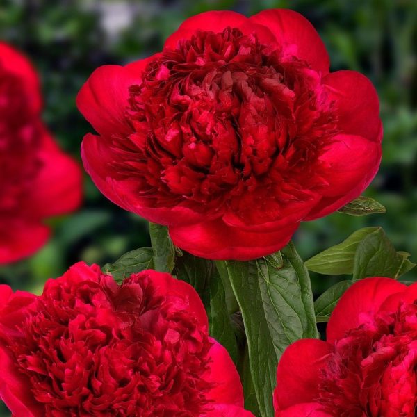 Bujor Red Charm - Soi de flori perene cu rizom