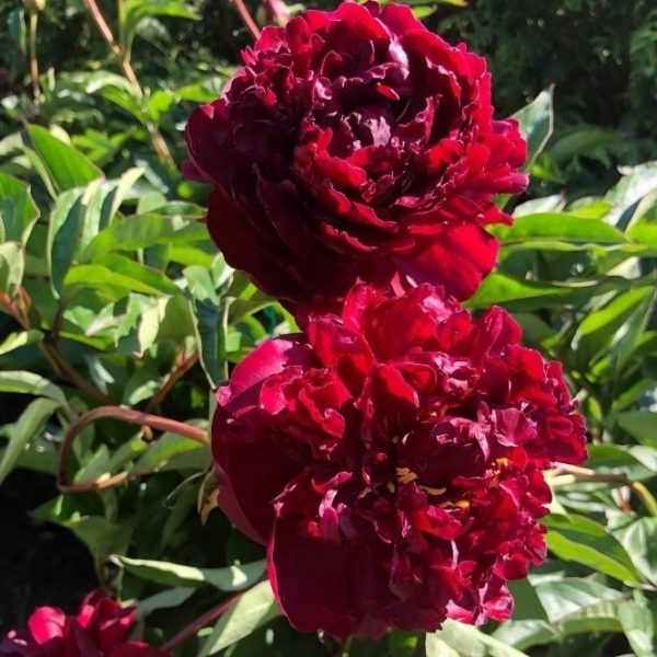 Bujor Francoise Ortegat - Rizom Lactiflora Dublu, Culoare Roșu-Violet