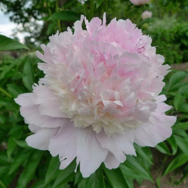 Bujor Petticoat Flounce - Varietate Lactiflora