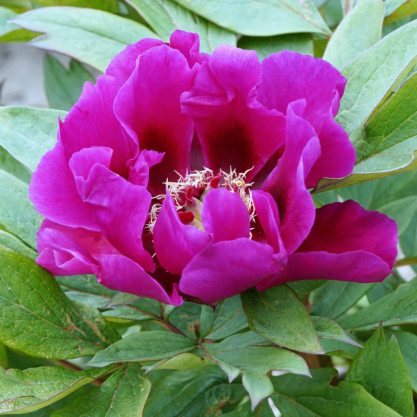 Bujor Purple Sensation (Itoh) - Plantă Ornamentală cu Înflorire Timpurie
