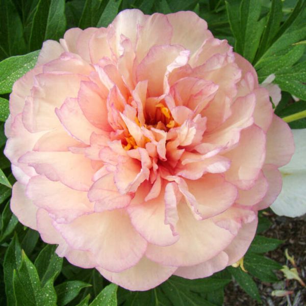 Bujor Scrumdidleumptious (itoh)