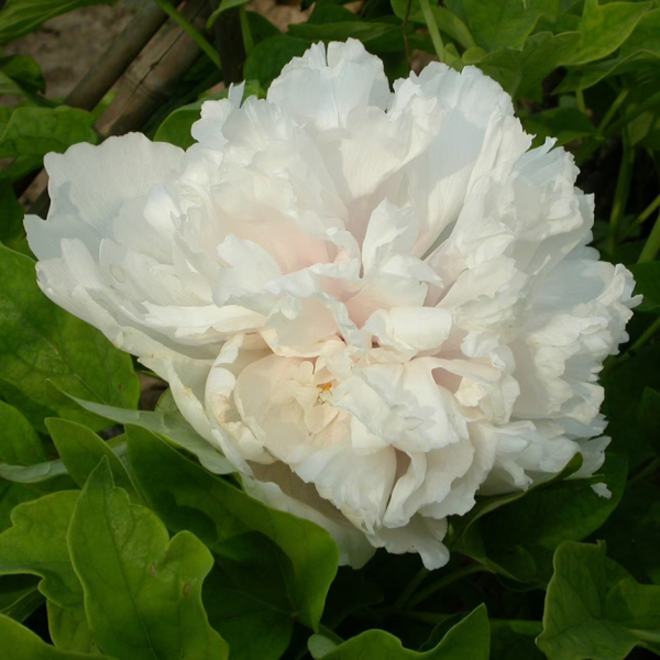 Bujor Xue Ta (arbustiv) - Paeonia × suffruticosa