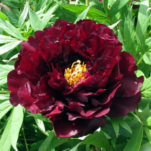 Bujor Hei Bao (arbustiv) - Paeonia suffruticosa Hei Bao