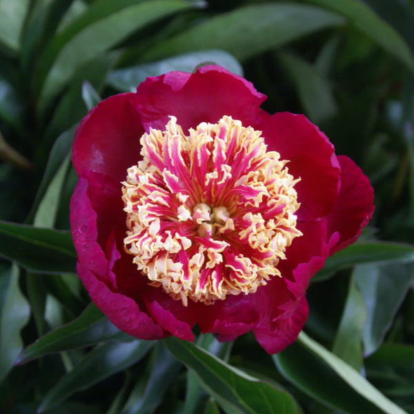 Bujor Nippon Beauty (Paeonia Nippon Beauty) - Varietate cu Flori Roșu Închis