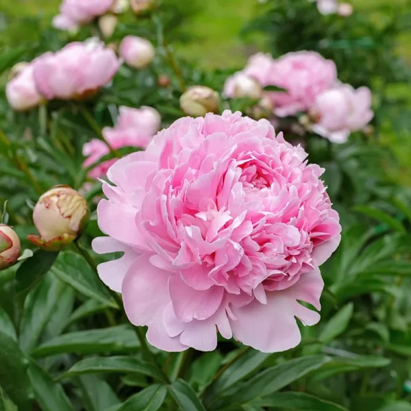 Bujor Sarah Bernhardt - Bulbi de Plantare