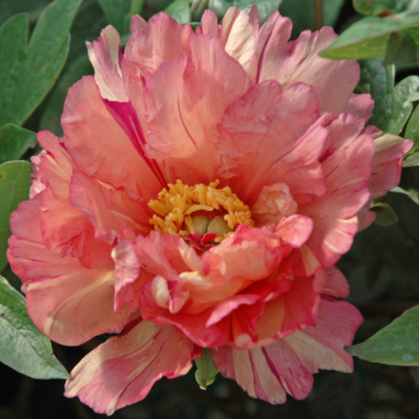 Bujor Sonoma Kaleidoscope (Itoh)