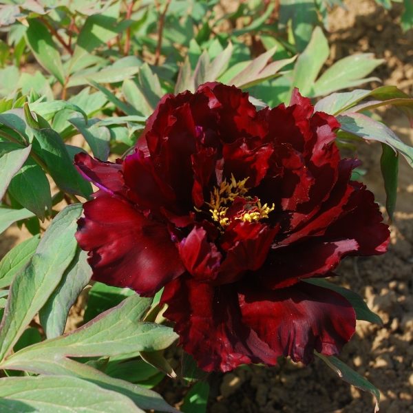 Bujor Chu Wu (arbustiv) - Soi de Bujor Negru cu Flori Violet Întunecat