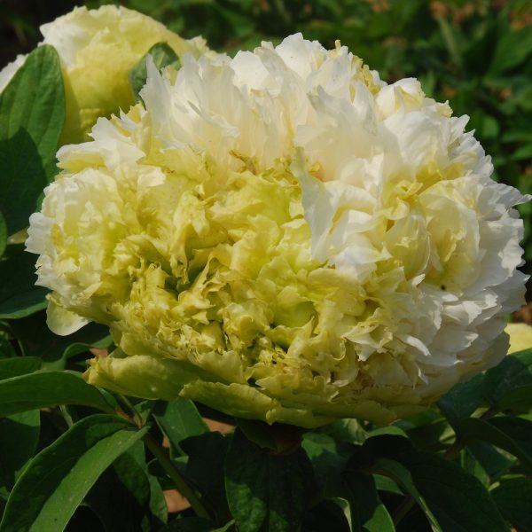 Bujor Chun Liu (Paeonia suffruticosa) - Varietate Arbustivă