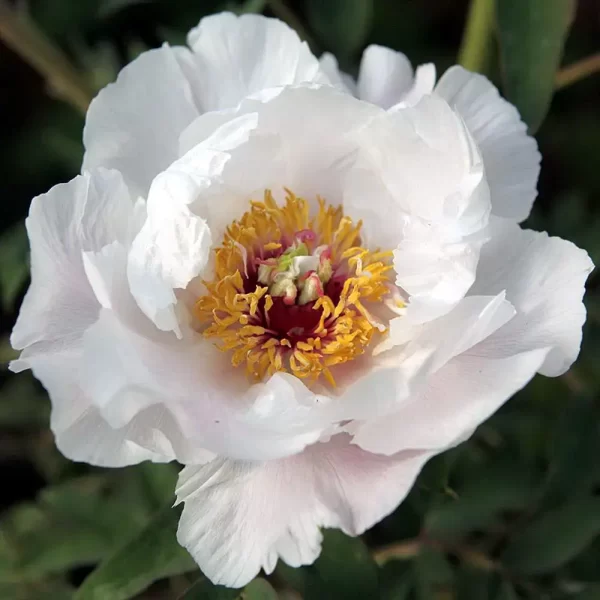Bujor Feng Dan Bai (arbustiv) - Paeonia suffruticosa
