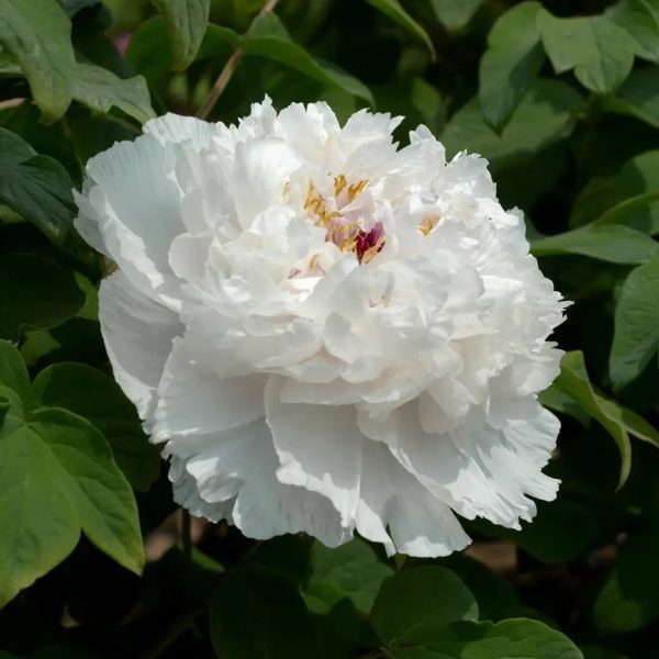 Bujor Xiang Yu (arbustiv) - Paeonia suffruticosa