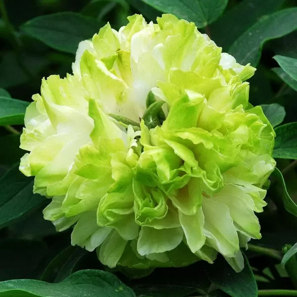 Bujor Lu Mu Ying Yu (arbustiv) - Paeonia suffruticosa