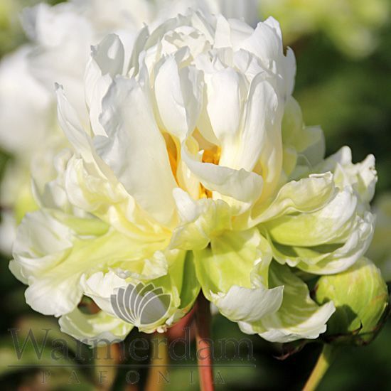 Bujor Green Halo - Paeonia lactiflora - Varietate Bicolor Semi-Dublu
