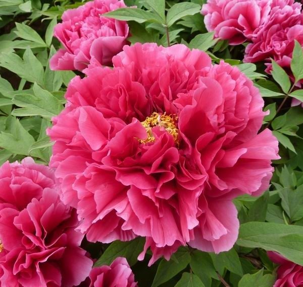 Bujor Hua Wang (Paeonia suffruticosa) - Soi Arbustiv