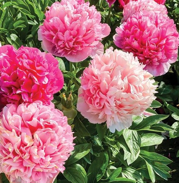 Bujor Mary Jo Legare - Specimen Florifer cu Flori Mărcate și Tulpini Rezistente