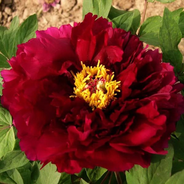 Bujor Mo Run Jue Lun (arbustiv) - Paeonia suffruticosa