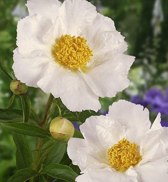 Bujor Krinkled White - Rizomi cu 3/5 ochi, Categorie Lactiflora