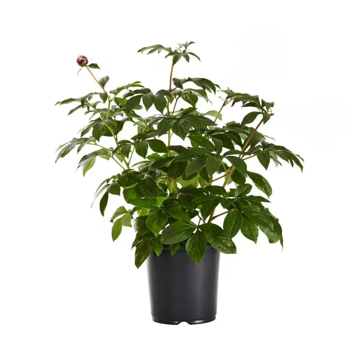 Bujor Yellow Crown (Itoh) - Plantă Ornamentală - Ghiveci
