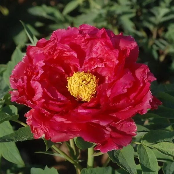 Bujor Xin Ri Yue (arbustiv) - Paeonia suffruticosa