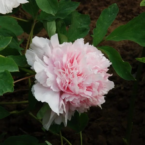 Bujor Zhao Fen (arbustiv) - Paeonia suffruticosa